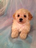 Female Apricot Poodle Bichon mix for sale #2 Born April 5th 2013|E-Z Pick up for Minnesota,Illinois, and Wisconsin